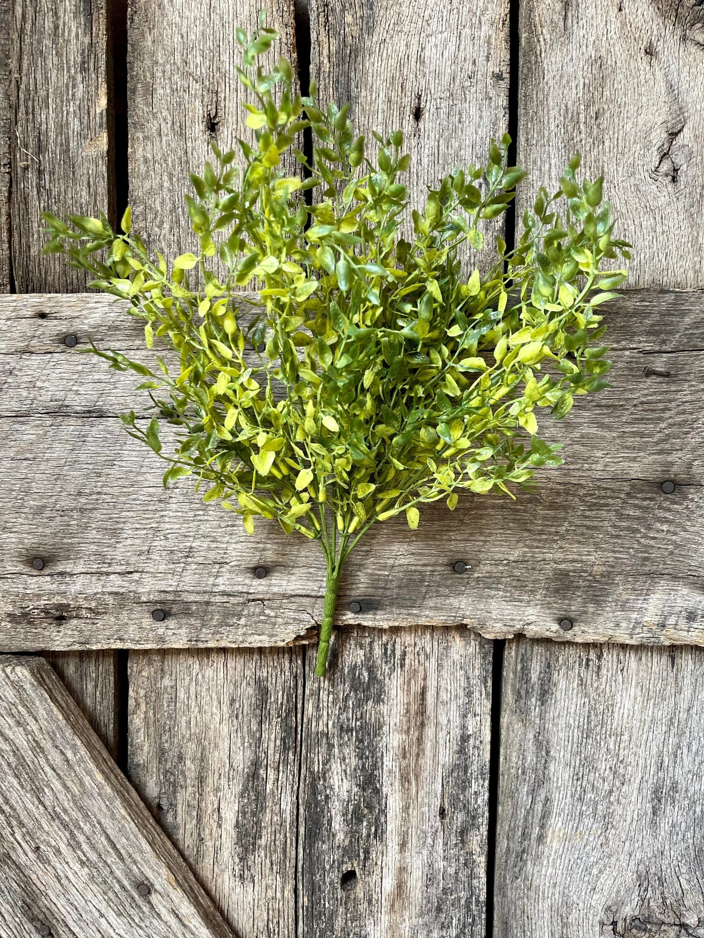 Lemon Beauty Bush, Wreath Greenery